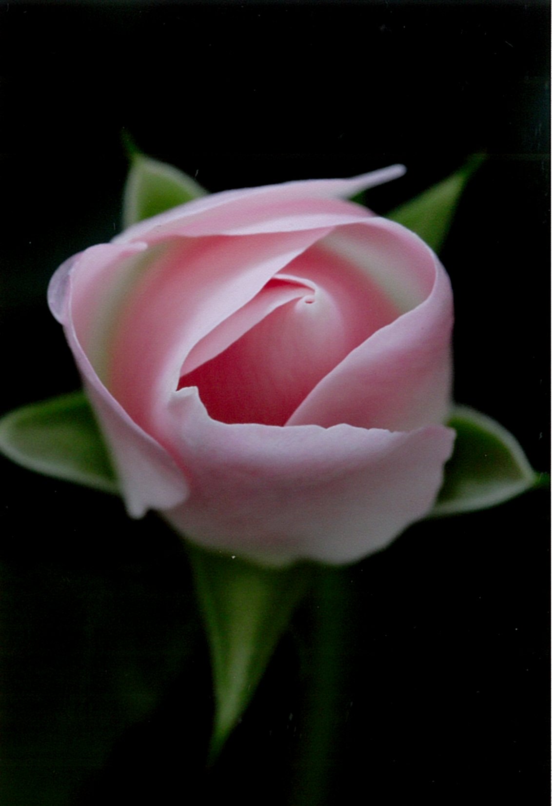 �y�������j�ʐ^����