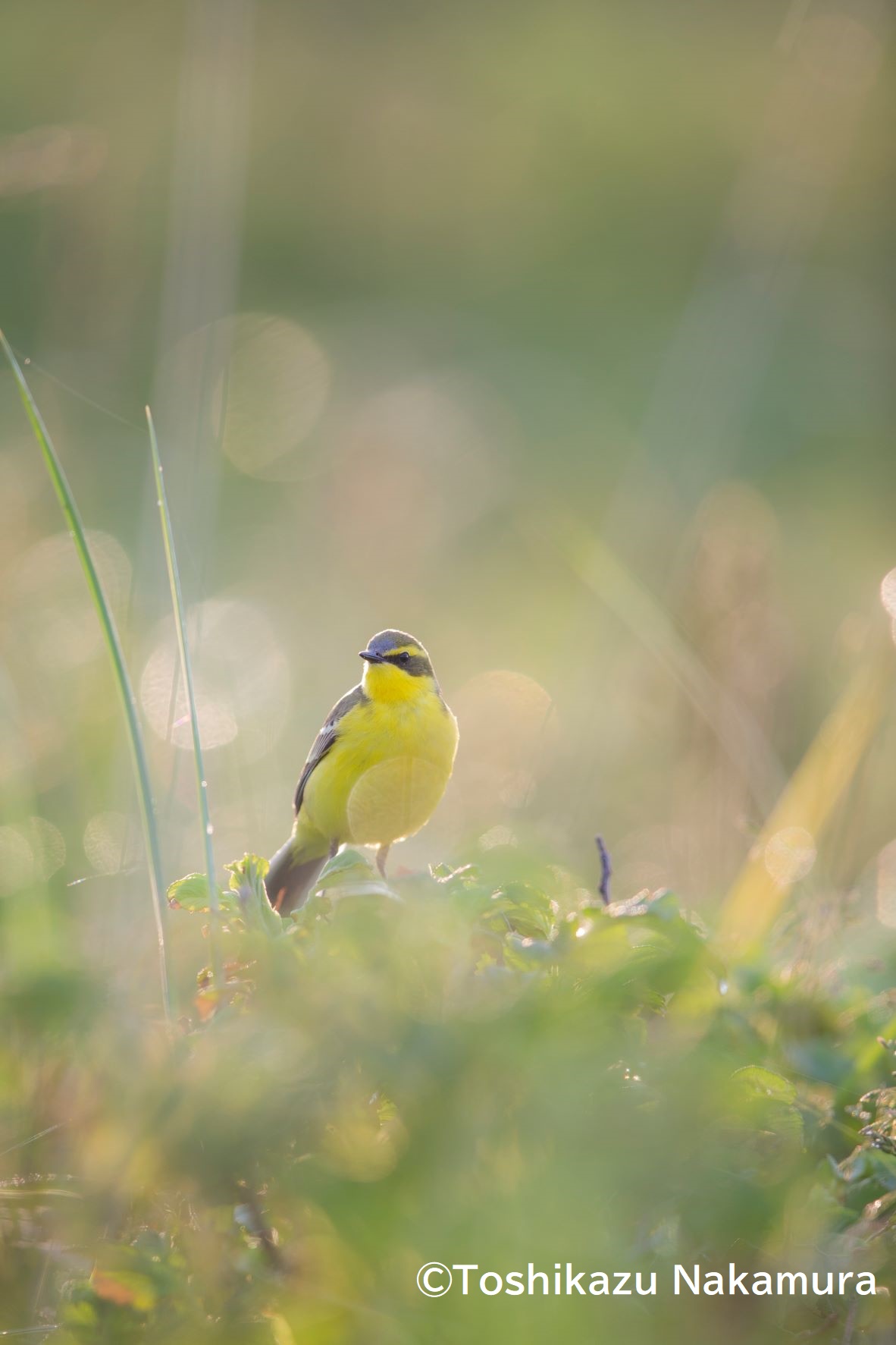�y�A�[�J�C�u�z�M�z�쒹�ʐ^���y���ލu���@BIRD CALL �ʐ^�W ����g�[�N